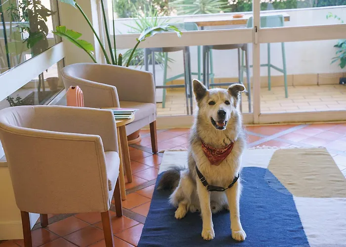 Hundefreundliche Hotels in Algarve Region